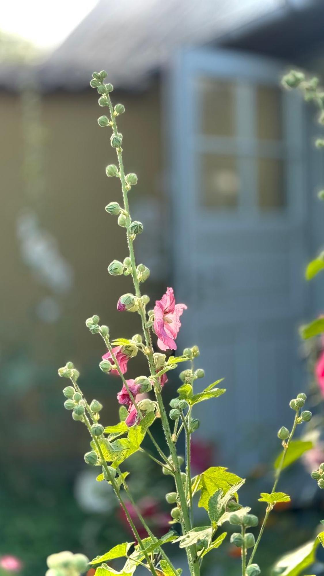 Dyrlev Bed & Breakfast Praesto Ngoại thất bức ảnh